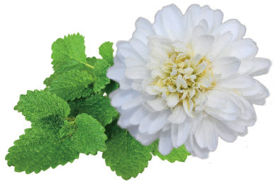 Calmophytum - MazenOnline